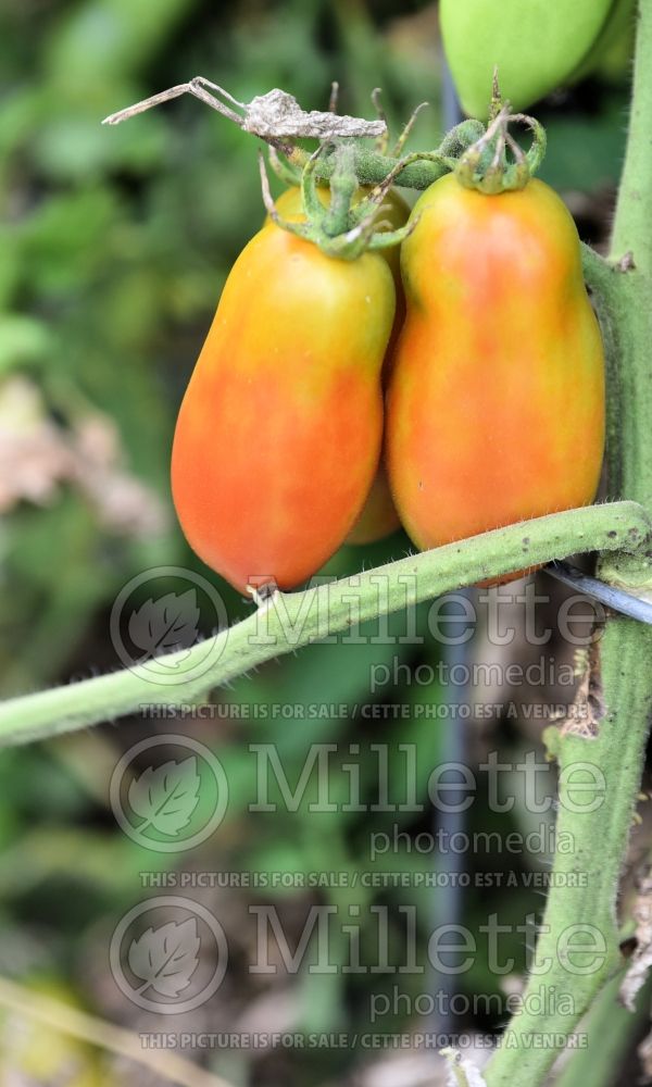 Solanum Roma (Plum Tomato vegetable - tomate) 9 