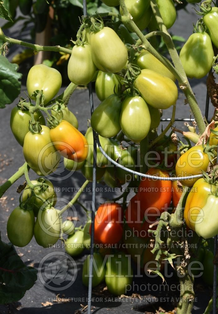 Solanum Roma (Plum Tomato vegetable - tomate) 8  