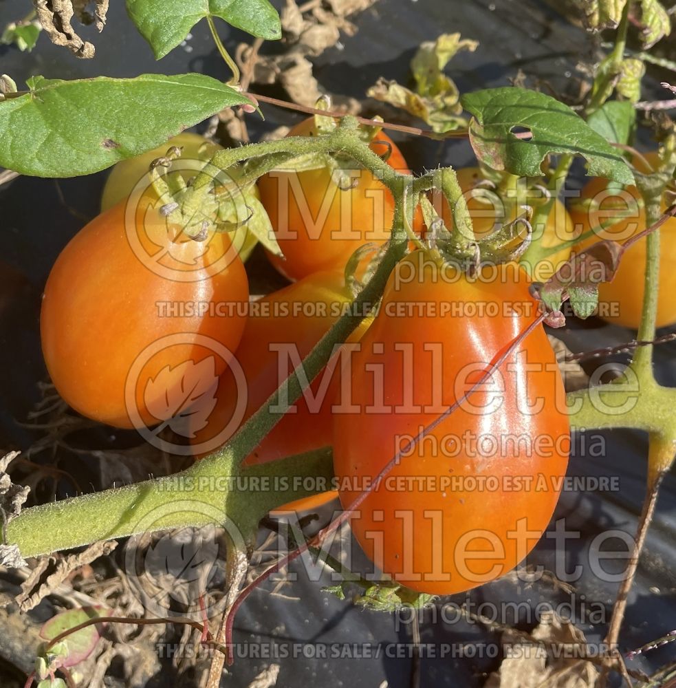 Solanum Roma (Plum Tomato vegetable - tomate) 10 