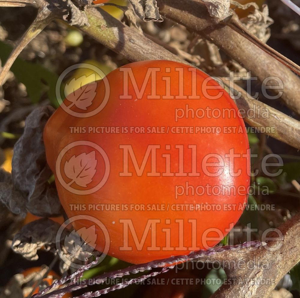 Solanum Roma (Plum Tomato vegetable - tomate) 11 