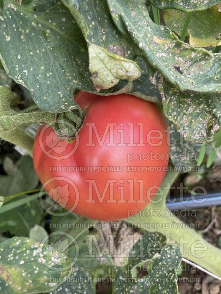 Solanum Rose Aimée (Tomato vegetable - tomate) 2