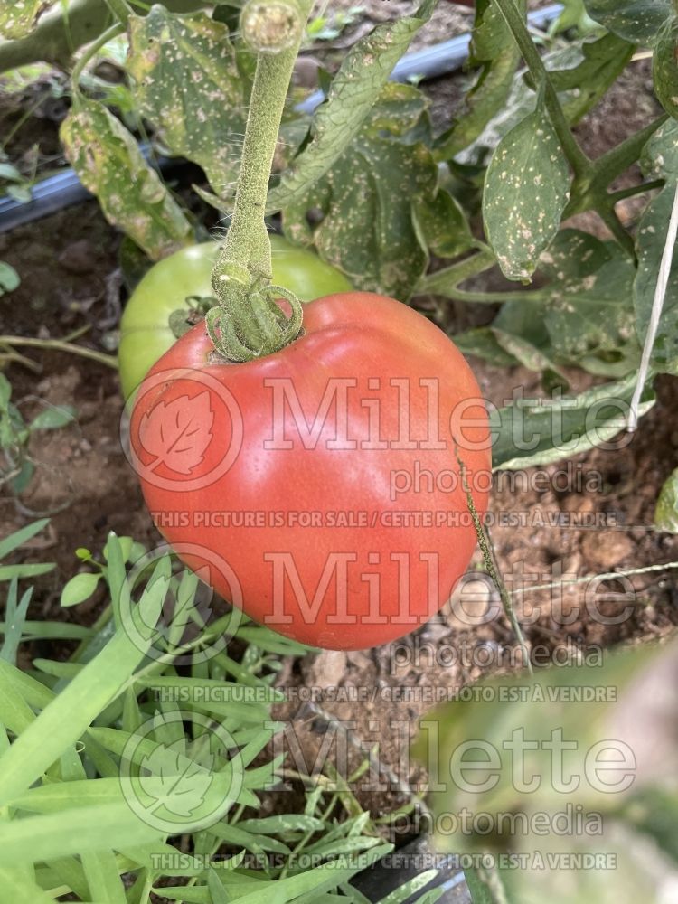 Solanum Rose Aimée (Tomato vegetable - tomate) 3