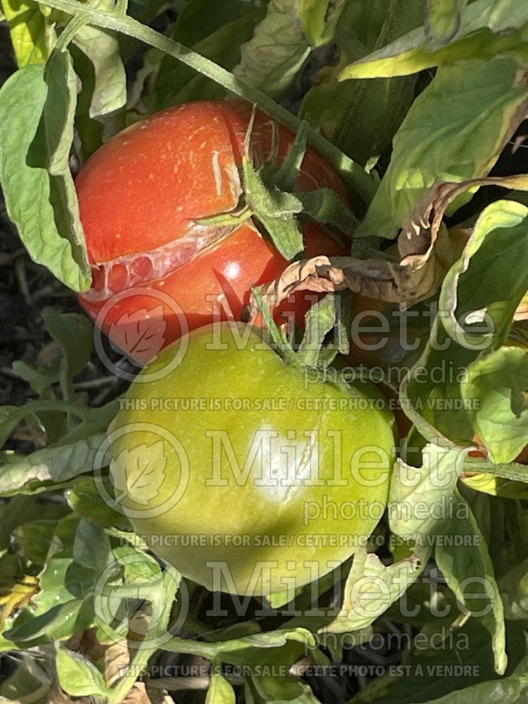 Solanum Rose de Berne (Tomato vegetable - tomate) 2 