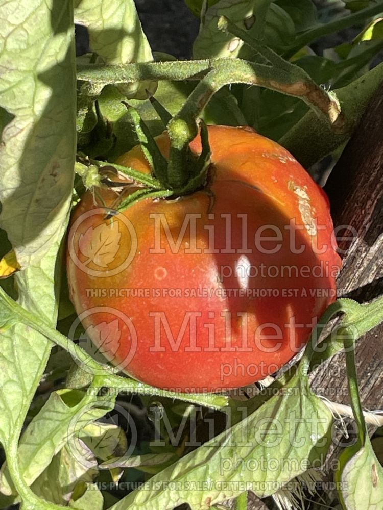 Solanum Rose de Berne (Tomato vegetable - tomate) 1 