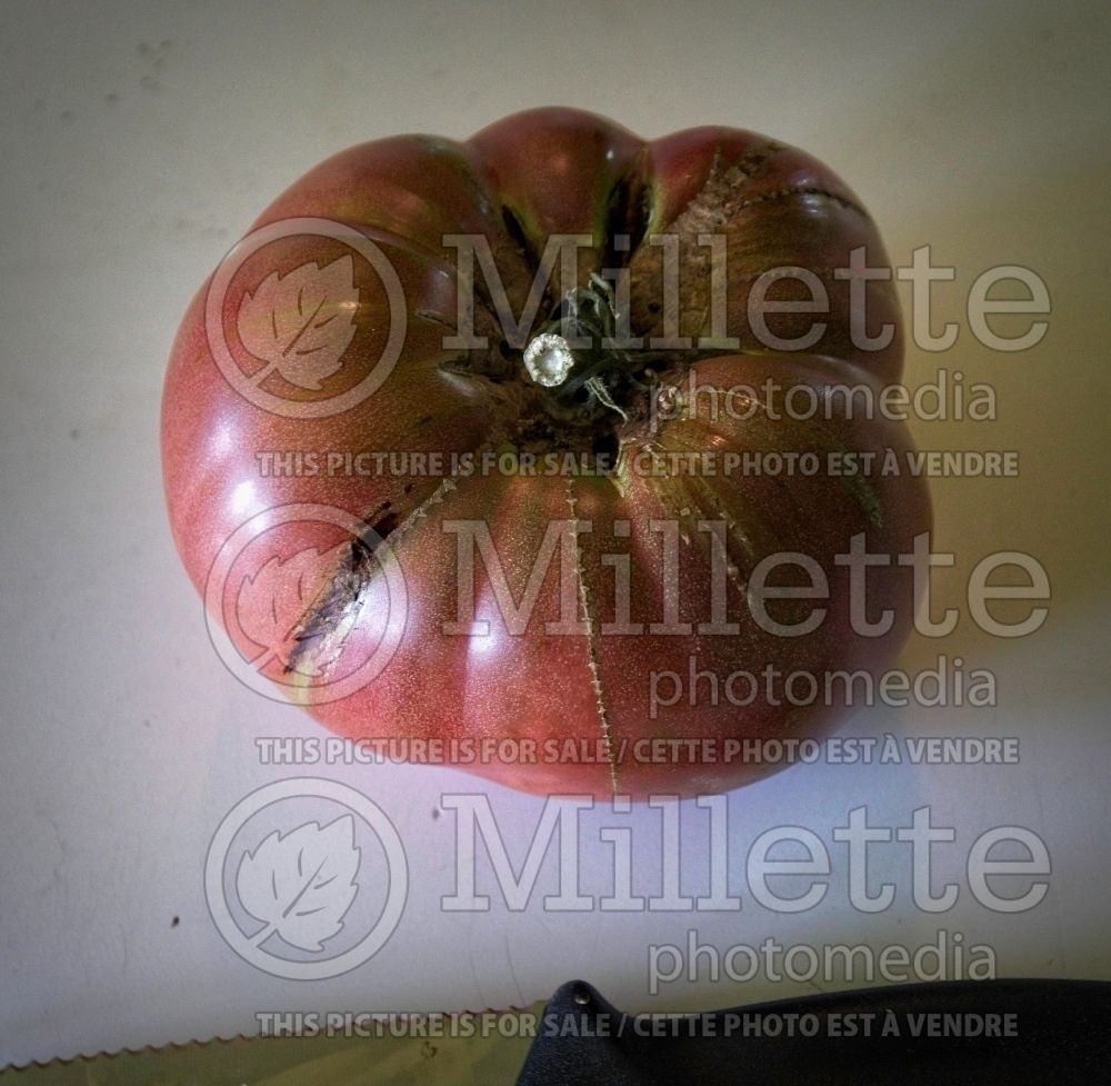 Solanum Rosella Purple (Tomato vegetable - tomate) 1