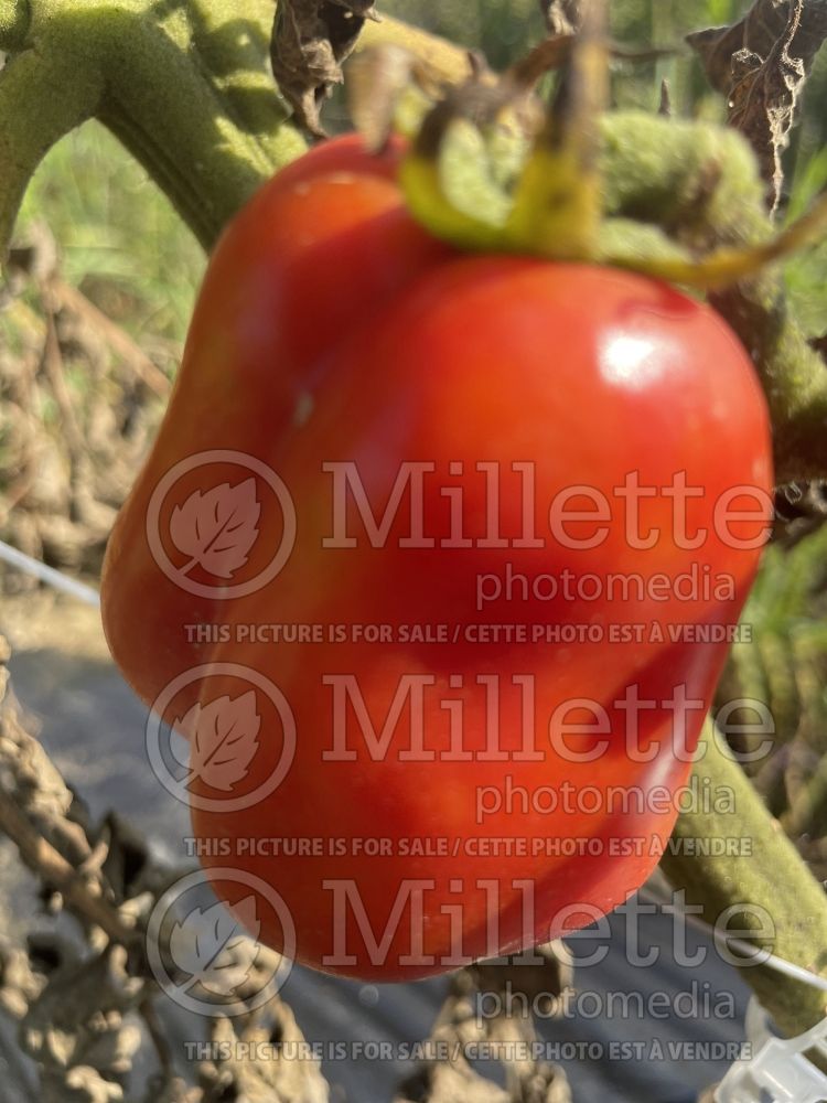 Solanum San Marzano (Tomato vegetable - tomate) 5 