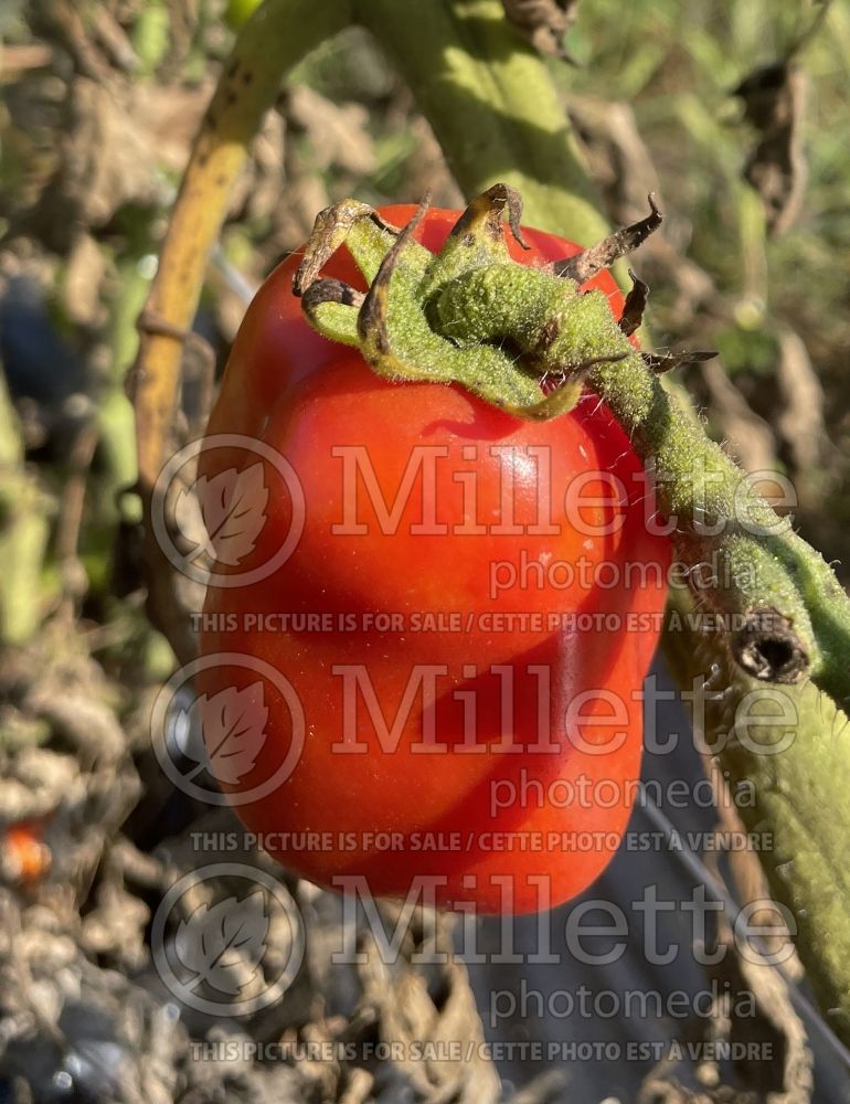 Solanum San Marzano (Tomato vegetable - tomate) 6 