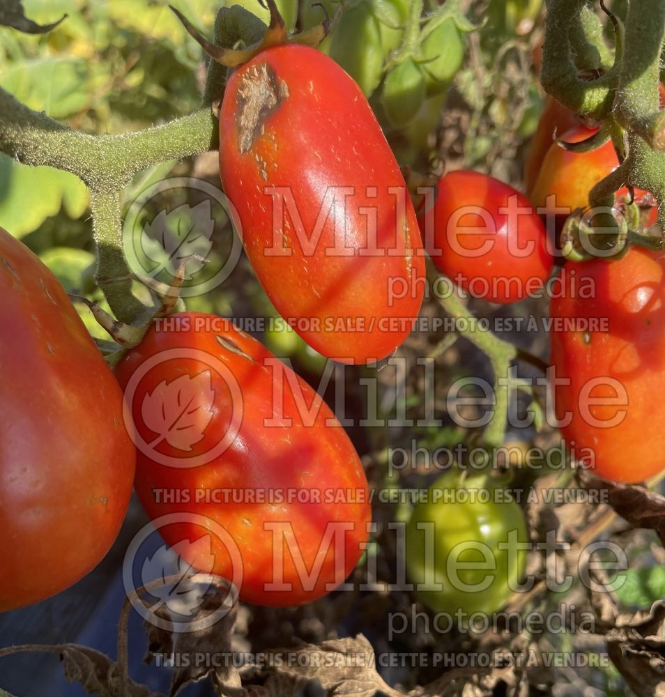 Solanum San Marzano (Tomato vegetable - tomate) 4 