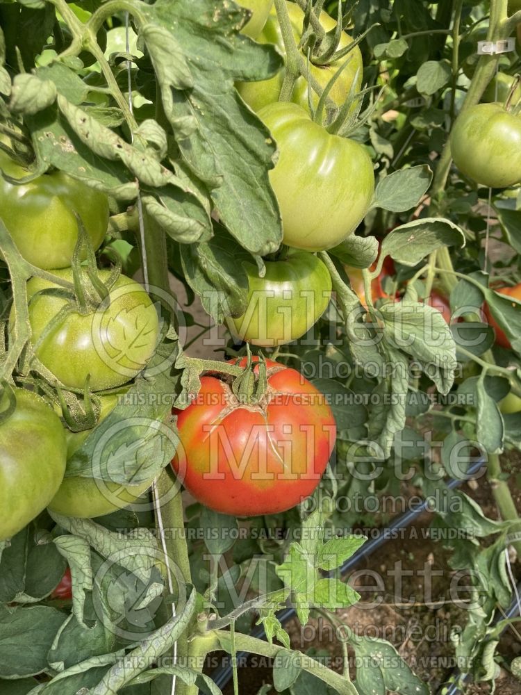 Solanum Dufresne aka Savignac (Tomato vegetable - tomate) 4 