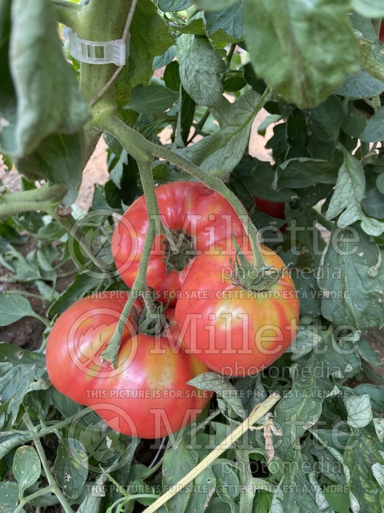 Solanum Dufresne aka Savignac (Tomato vegetable - tomate) 5