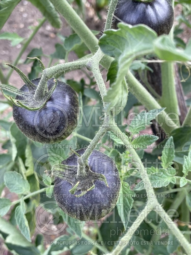 Solanum Slovenian Black (Tomato vegetable - tomate) 1