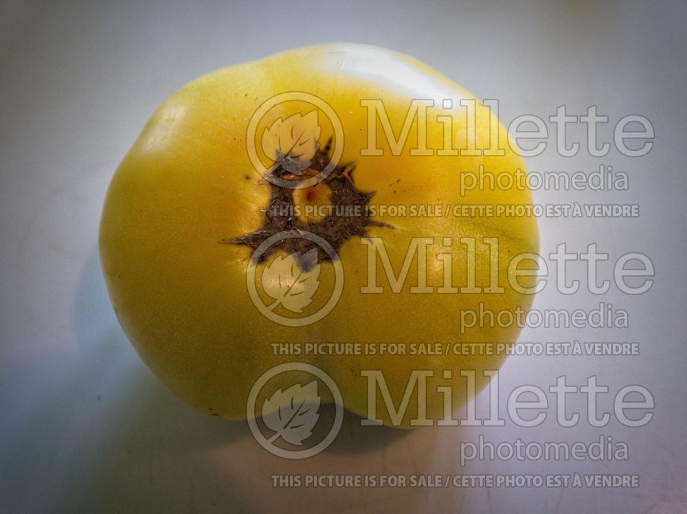 Solanum Summer Sweet Gold (Tomato vegetable - tomate) 1 