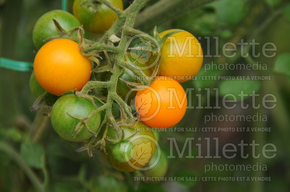 Solanum Sun Sugar (Tomato vegetable - tomate) 1  