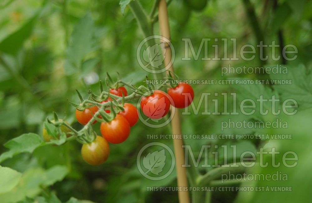 Solanum Suncherry (Tomato vegetable - tomate) 1 