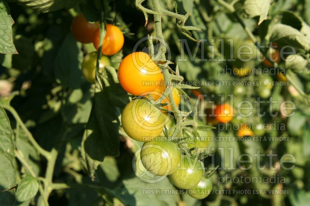 Solanum Sungold aka Sun Gold (Tomato vegetable - tomate) 6