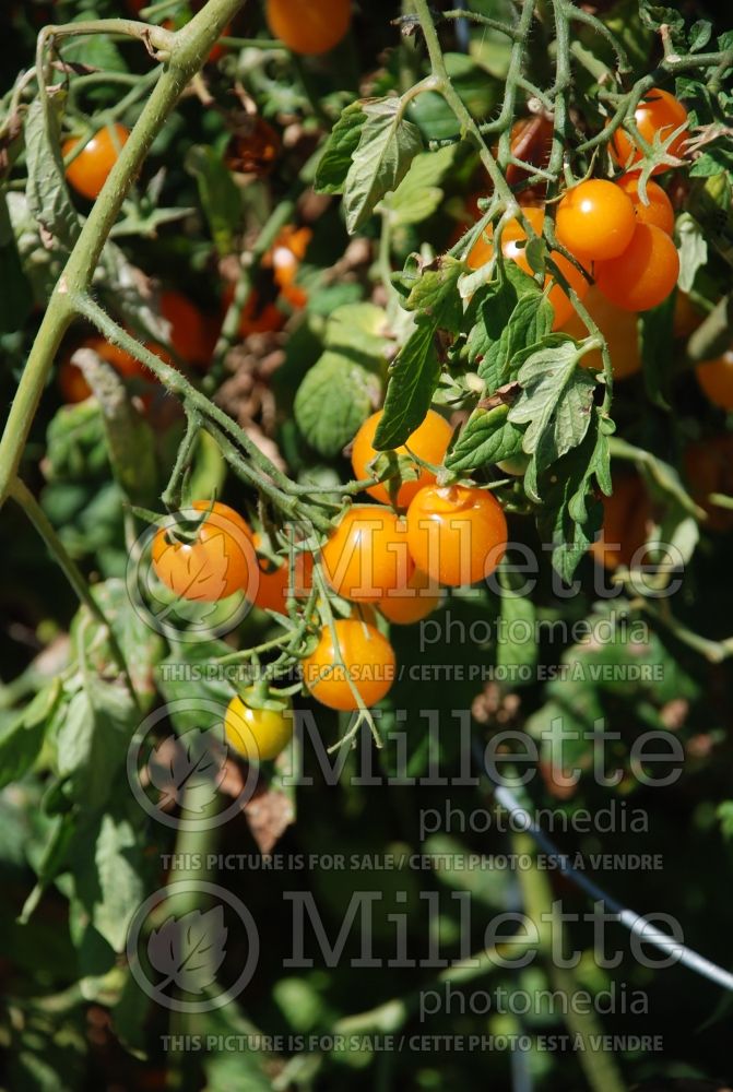 Solanum Sungold aka Sun Gold (Tomato vegetable - tomate) 5 