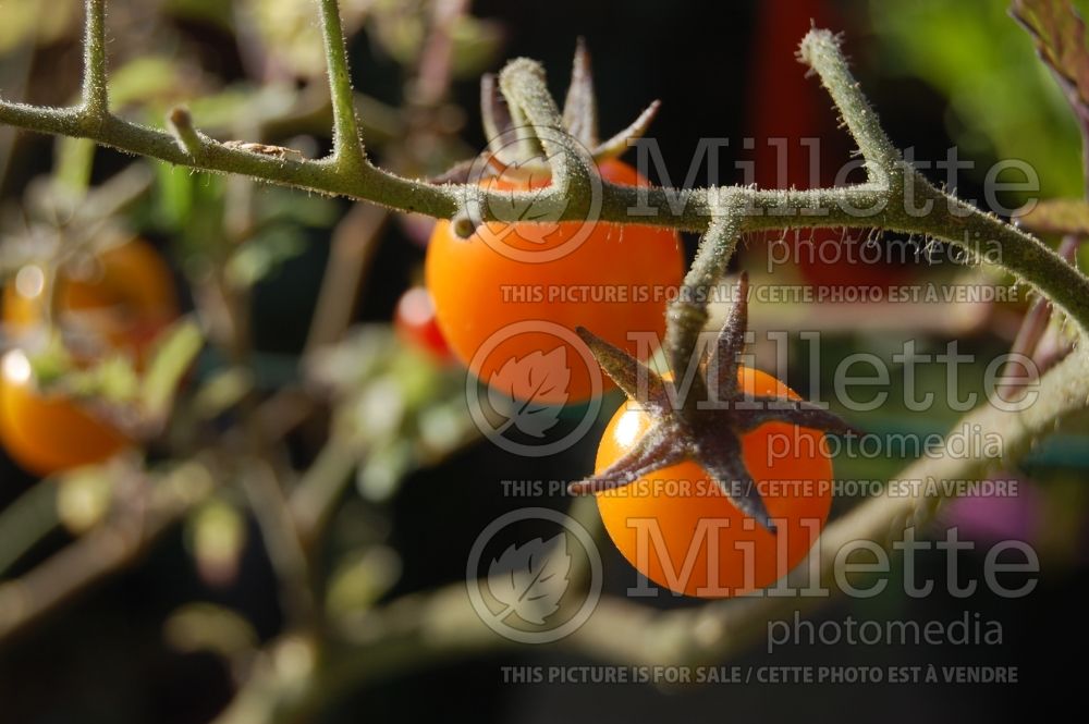 Solanum Sungold aka Sun Gold (Tomato vegetable - tomate) 4 