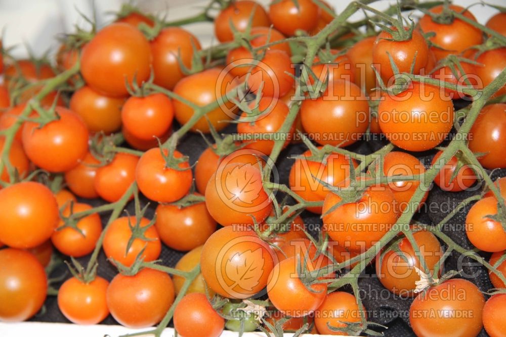 Solanum Sungold aka Sun Gold (Tomato vegetable - tomate) 7