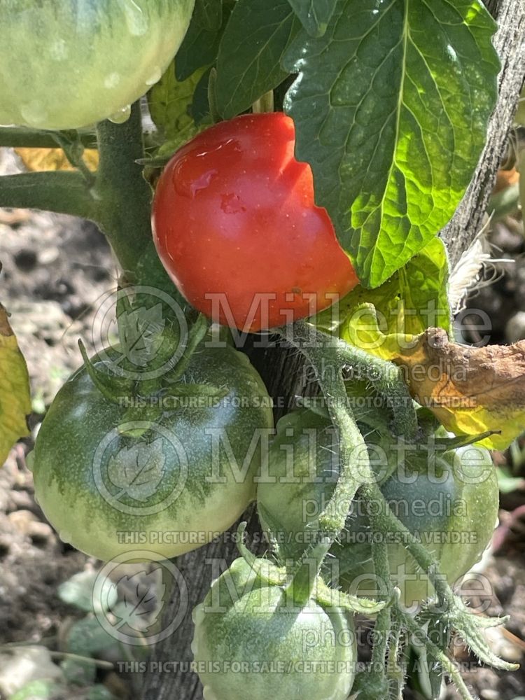 Solanum Surprise Siberia (Tomato vegetable - tomate) 1