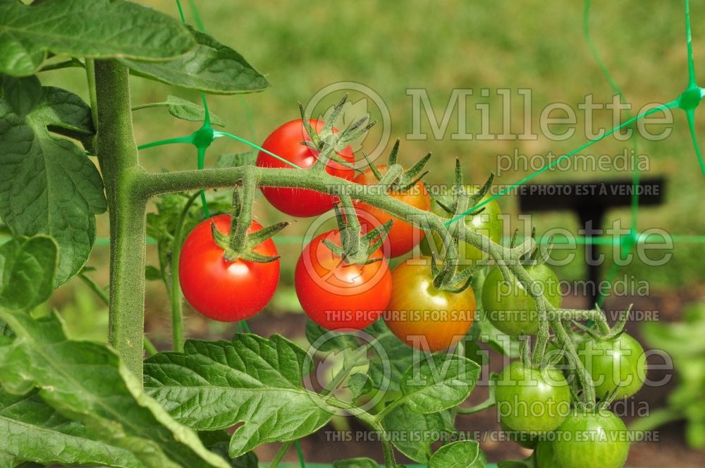 Solanum Sweet Million (Tomato vegetable - tomate) 1  