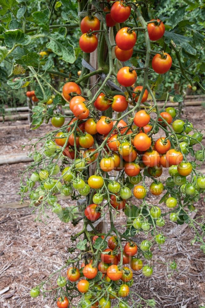 Solanum Sweet Million (Tomato vegetable - tomate) 3