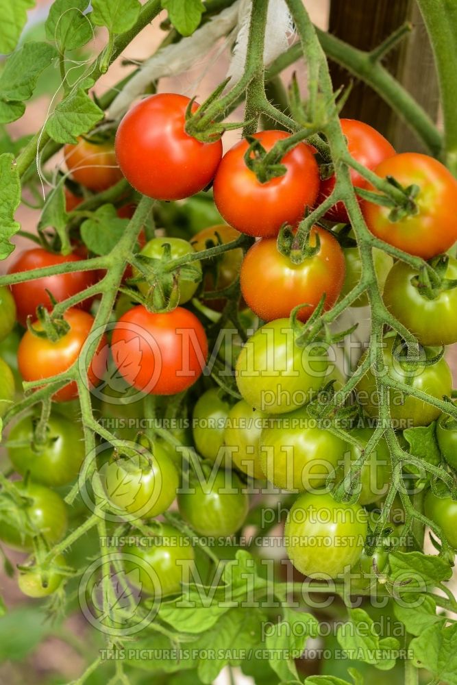 Solanum Sweet Million (Tomato vegetable - tomate) 4