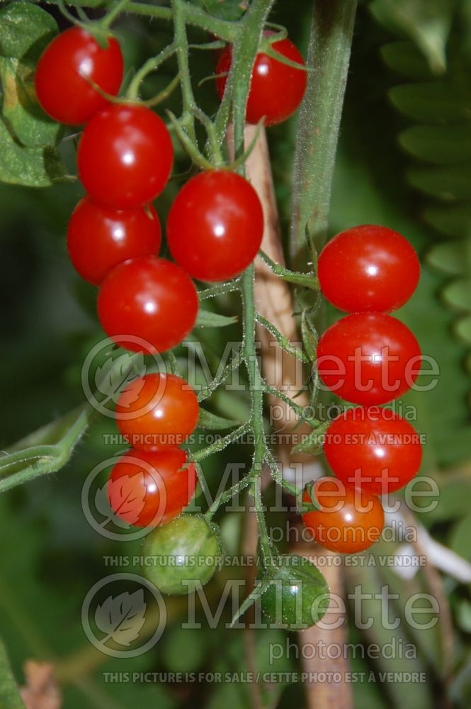 Solanum Sweet Million (Tomato vegetable - tomate) 2 