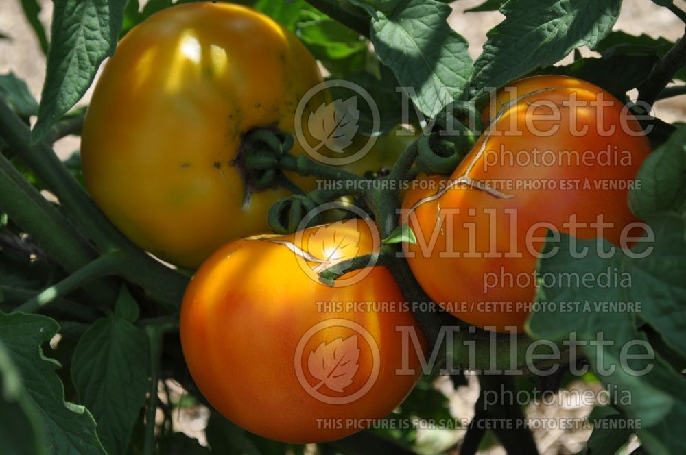 Solanum Tie Dye (Tomato vegetable - tomate) 1  