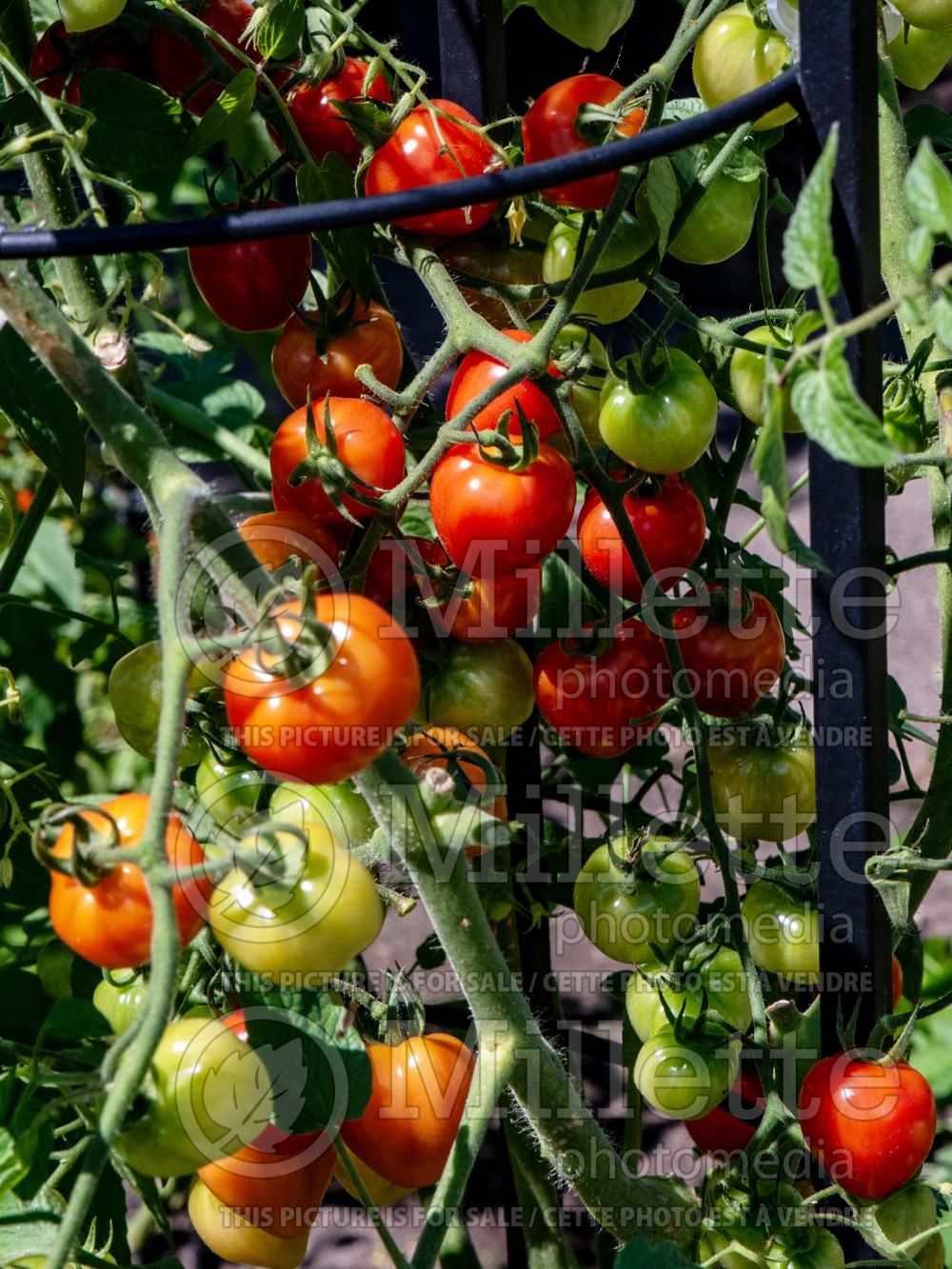 Solanum Tomatoberry Garden (Tomato vegetable - tomate) 6