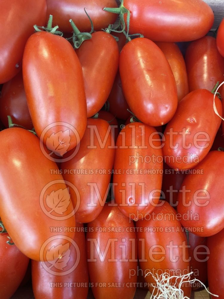 Solanum Torino (Tomato vegetable - tomate) 1  