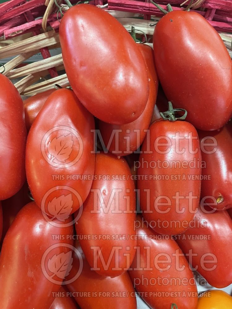 Solanum Torino (Tomato vegetable - tomate) 2  