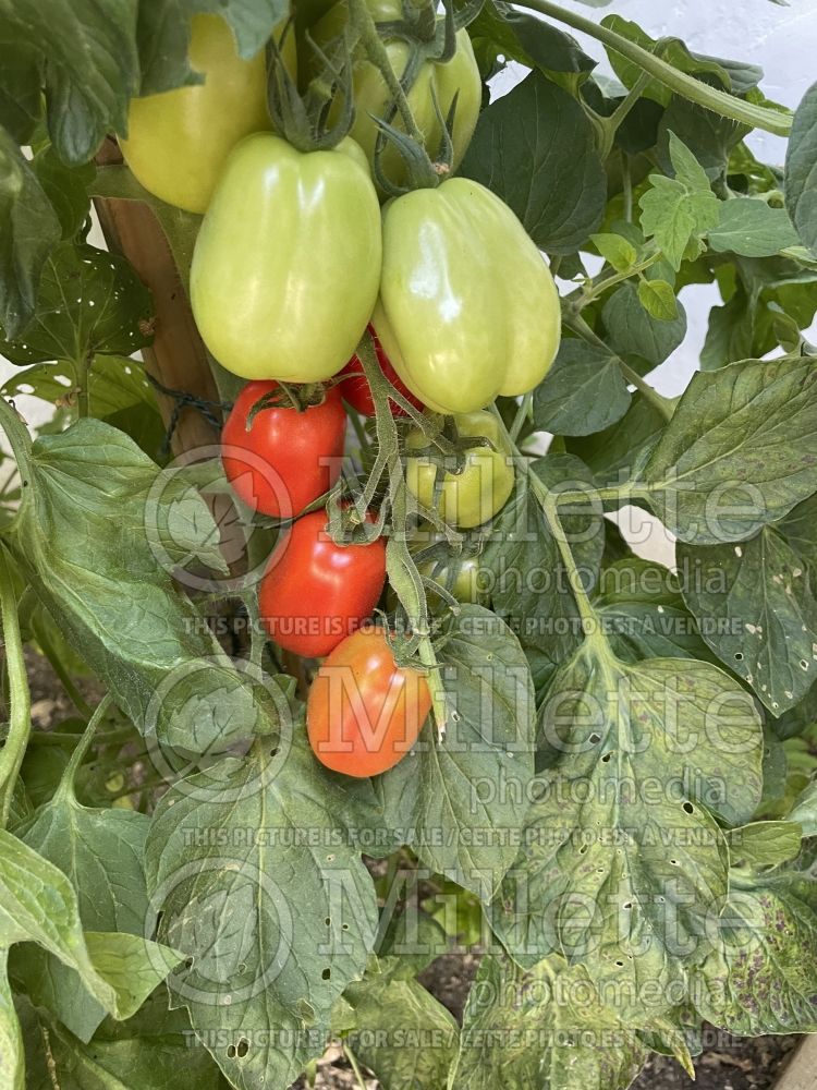 Solanum Torino (Tomato vegetable - tomate) 3  