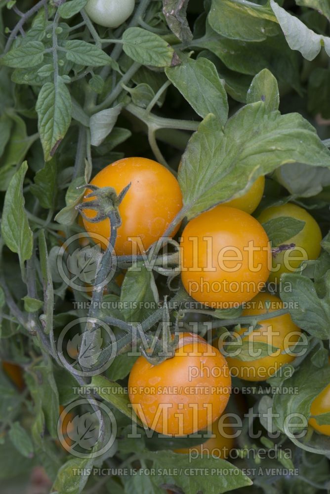 Solanum Tumbling Tom Yellow (Tomato vegetable - tomate) 5