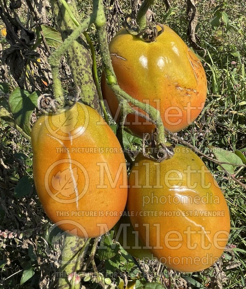 Solanum Ukainian Purple (Tomato vegetable - tomate) 1