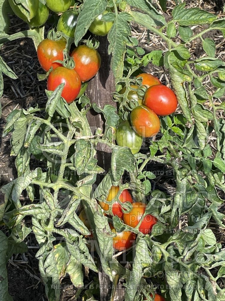 Solanum Ukrainian Pear (Tomato vegetable - tomate) 1