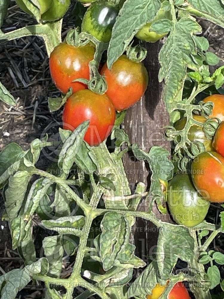 Solanum Ukrainian Pear (Tomato vegetable - tomate) 2