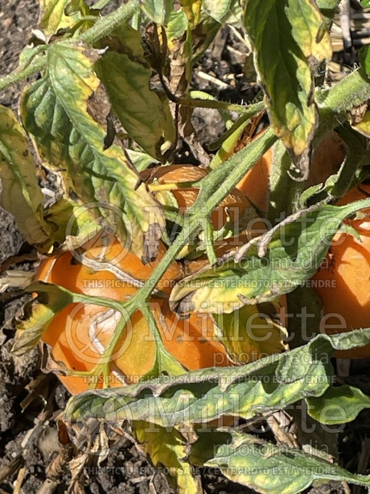 Solanum Verna Orange (Tomato vegetable - tomate) 1