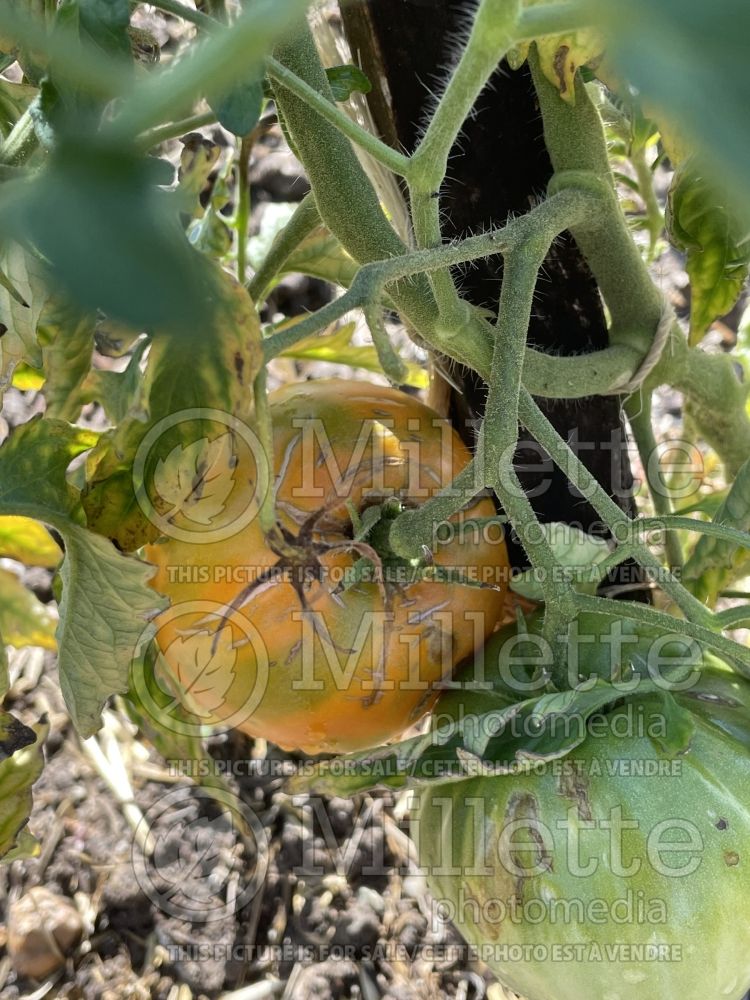 Solanum Verna Orange (Tomato vegetable - tomate) 2