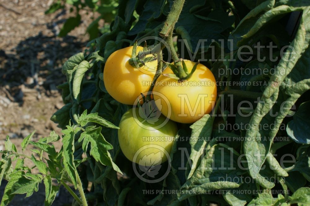 Solanum Wapsipinicon Peach (Tomato vegetable - tomate) 1 