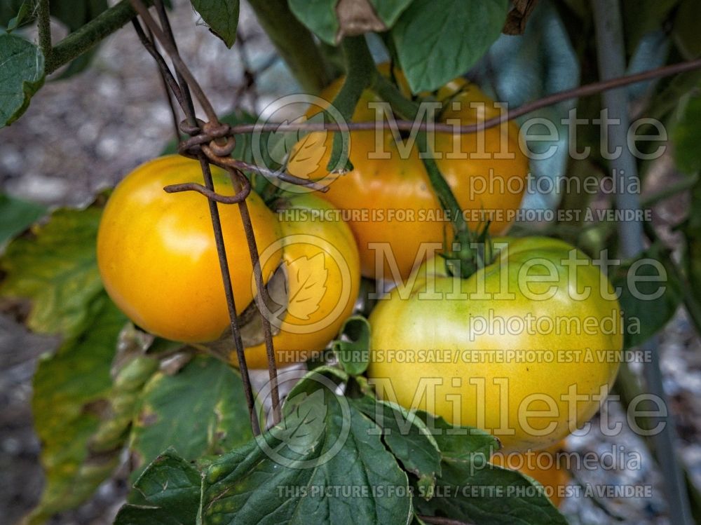 Solanum Yellow Brandywine (Tomato vegetable - tomate) 1