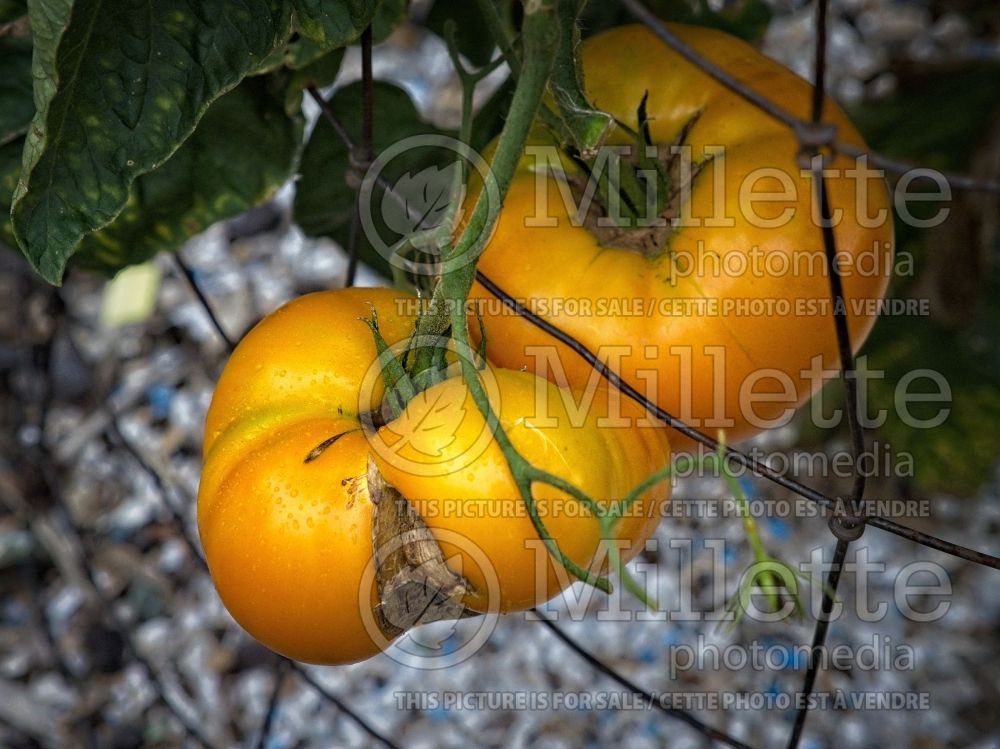 Solanum Yellow Brandywine (Tomato vegetable - tomate) 2