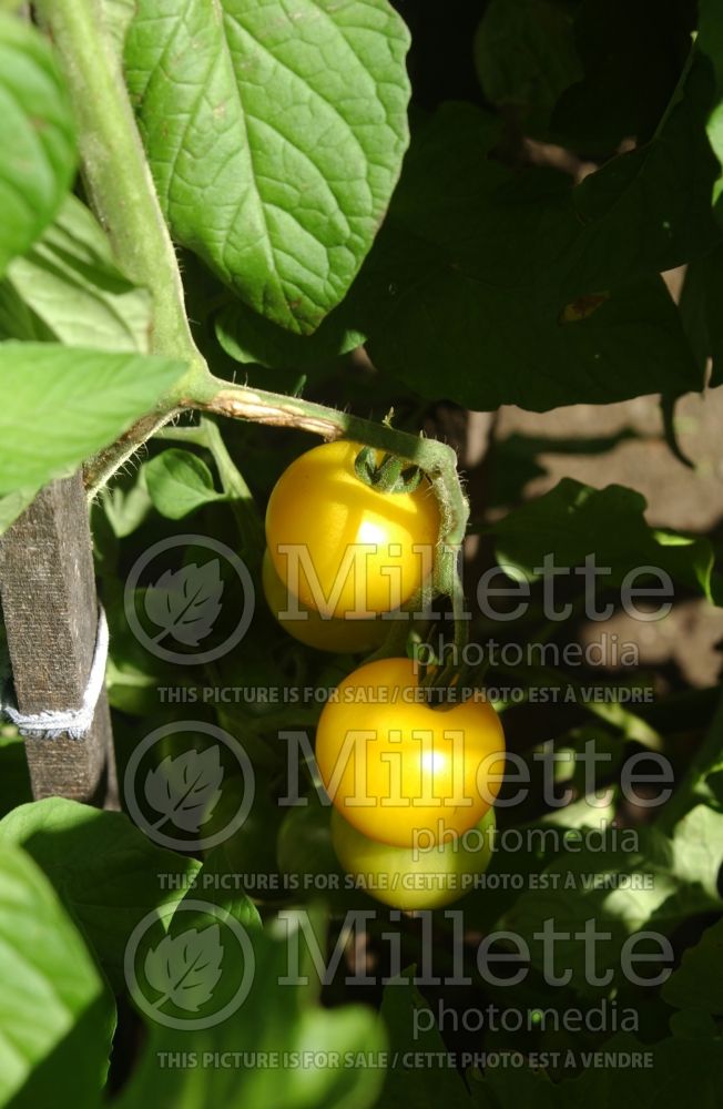 Solanum Yellow Currant (Tomato vegetable - tomate) 1 