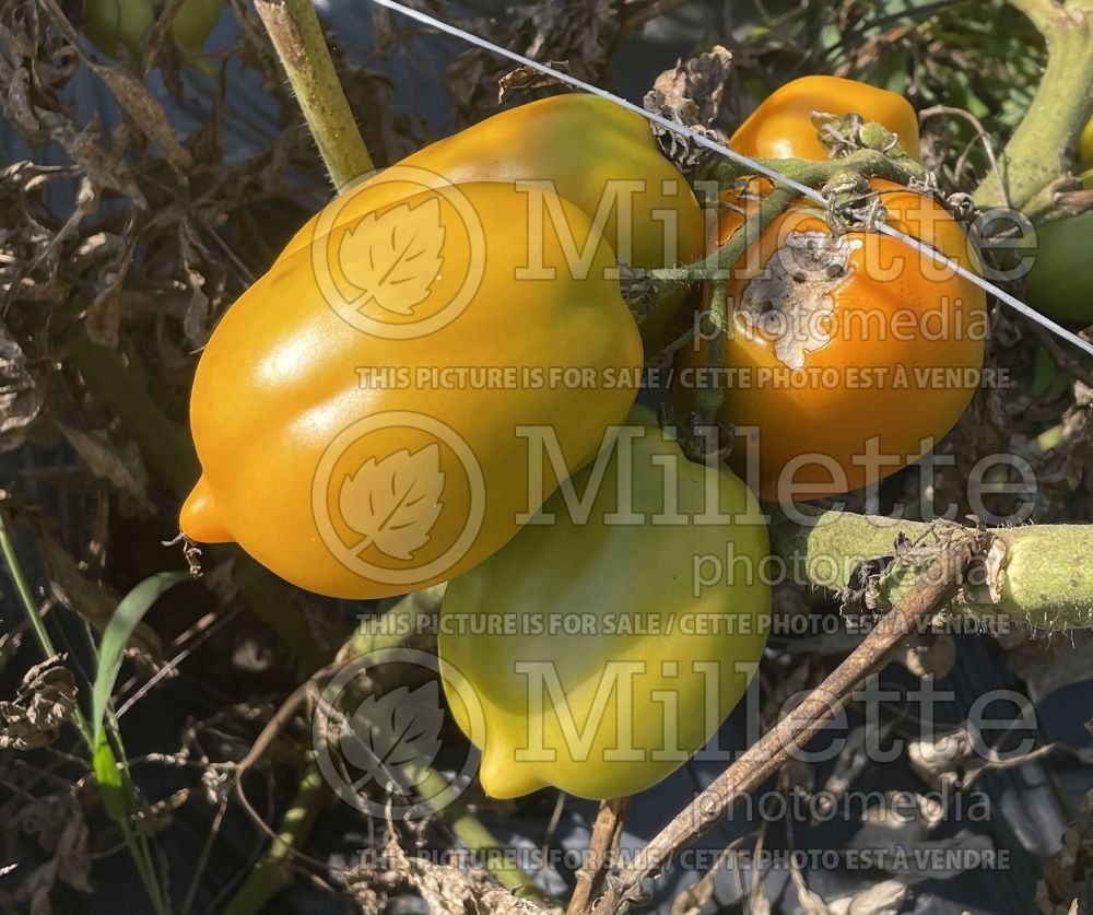 Solanum Yellow Pepper aka Poivron Jaune (Tomato vegetable – tomate) 1 