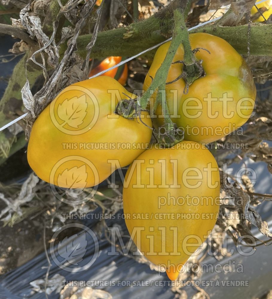 Solanum Yellow Pepper aka Poivron Jaune (Tomato vegetable – tomate) 3 