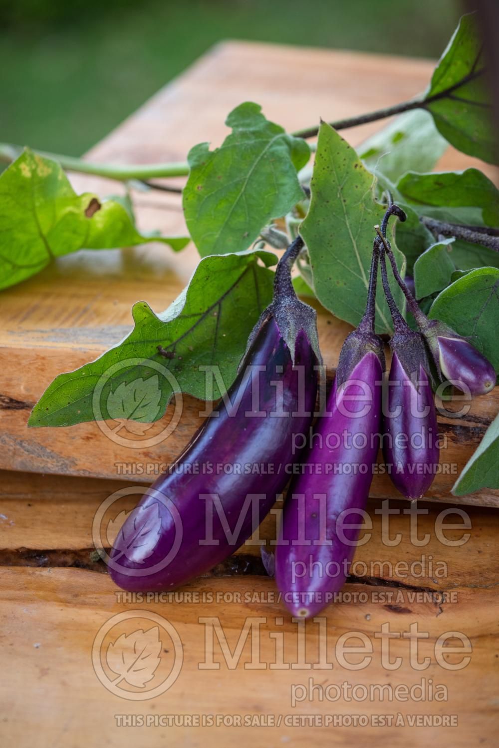 Solanum Asian Delite (eggplant) 1
