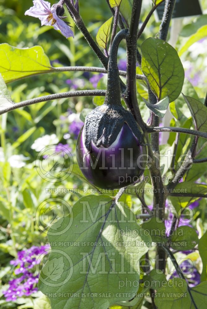 Solanum Barbarella (eggplant) 1  