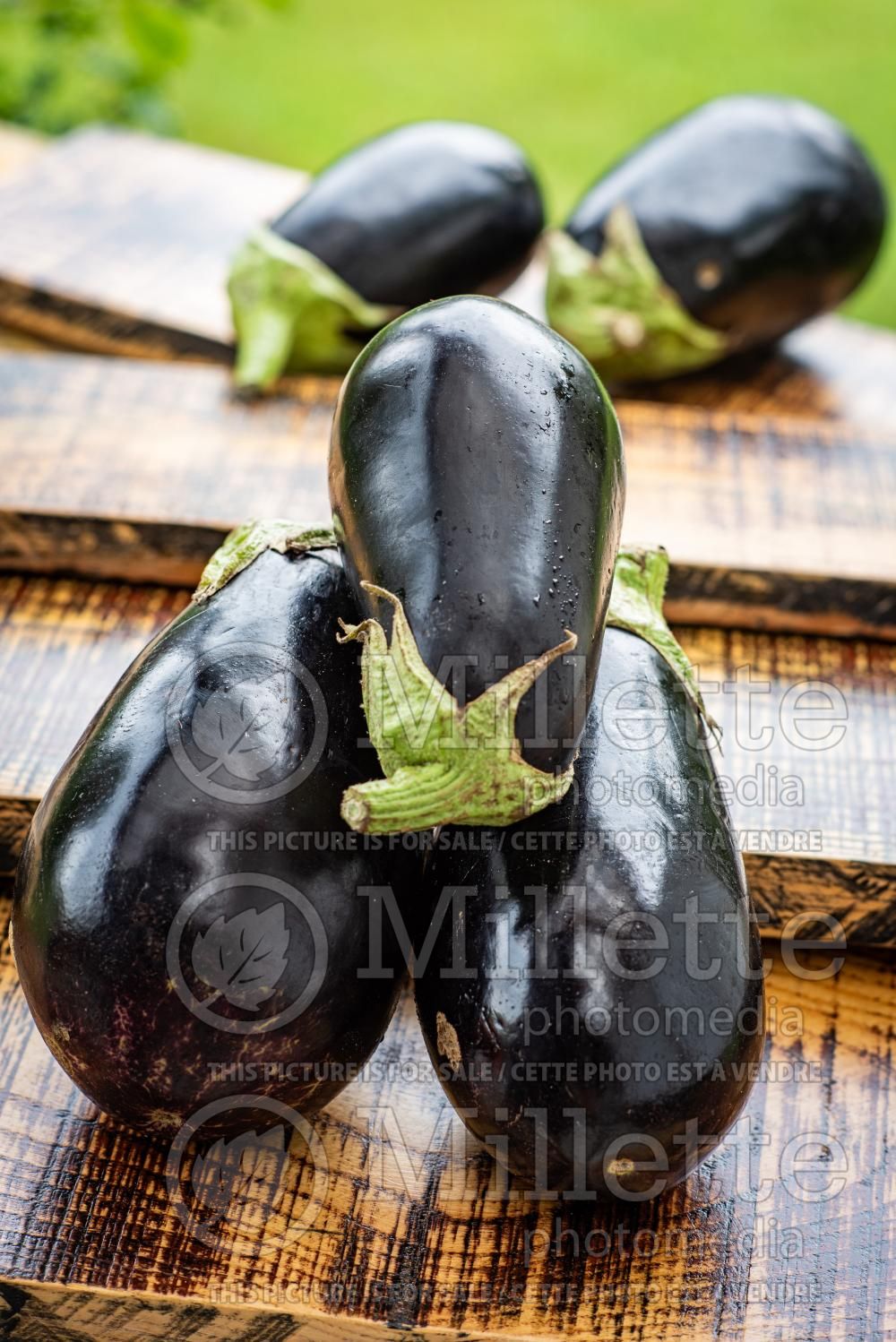 Solanum Imperial Black Beauty aka Black Beauty (Eggplant) 4