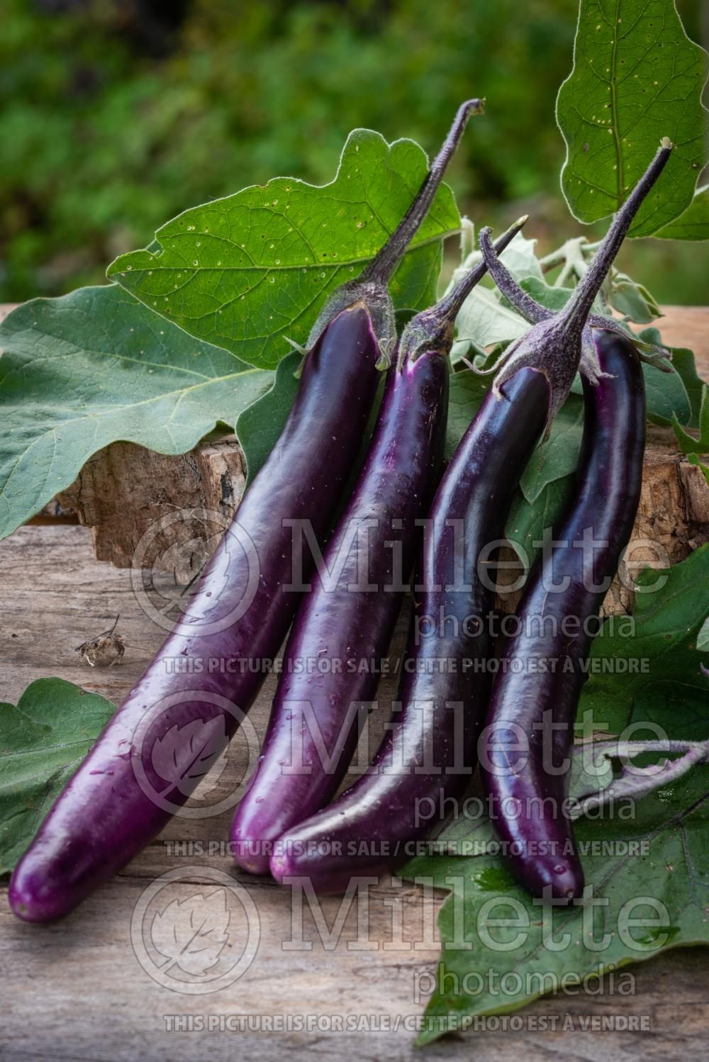 Solanum Little Fingers (eggplant) 1