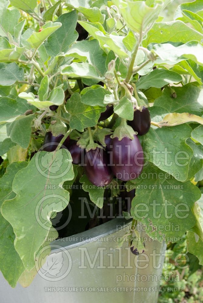 Solanum Patio Baby (Eggplant) 2  