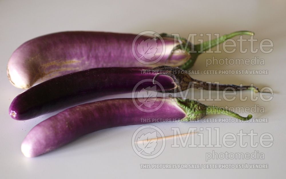 Solanum Ping Tung Long (eggplant) 1  